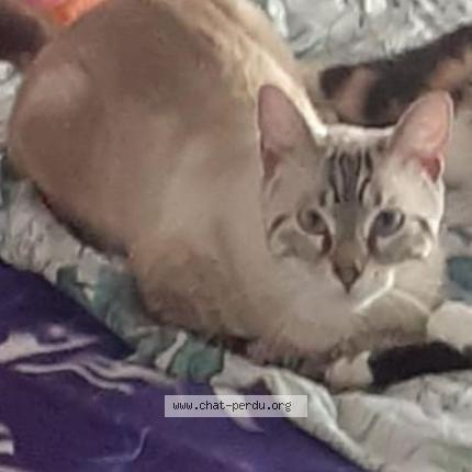 Photo 2/4 Maya Chat perdu à Tournefeuille