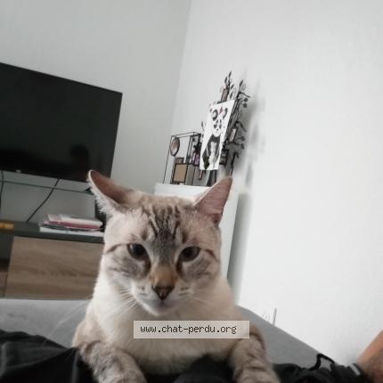 Photo 3/4 Maya Chat perdu à Tournefeuille