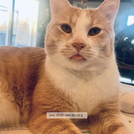882074 Archie chat perdu à EMBRUN - Chat Perdu Canada