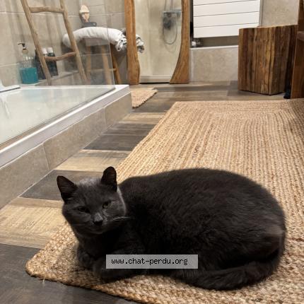 Photo 1/1 Coco Chat perdu à Saint martin des besaces