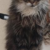 Photo de chat perdu à Tignieu Jameyzieu