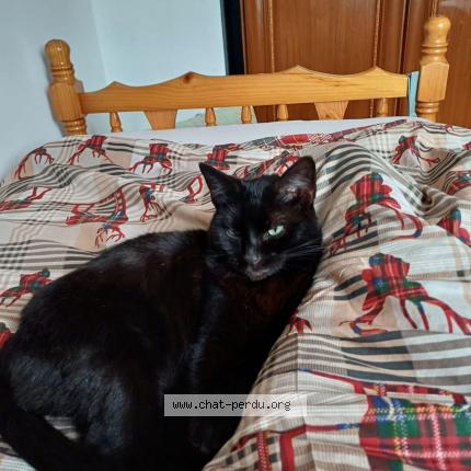 Photo 1/1 Bibisse Chat perdu à Tremblay en france