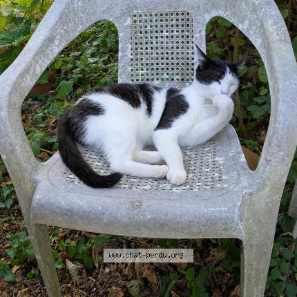 Photo 1/1 catchat Chat perdu à Puy leveque