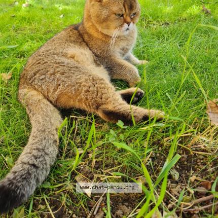 Photo de chat perdu à Hendaye