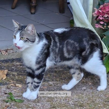 Photo 1/1 Chat retrouvé Perdu à Plurien