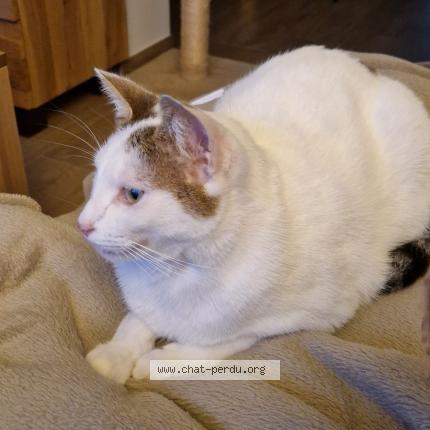 Photo 1/1 Skyjo Chat perdu à Montpellier