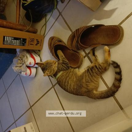 Photo de chat perdu à Barja