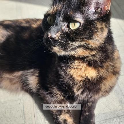 Photo de chat perdu à Le Raincy