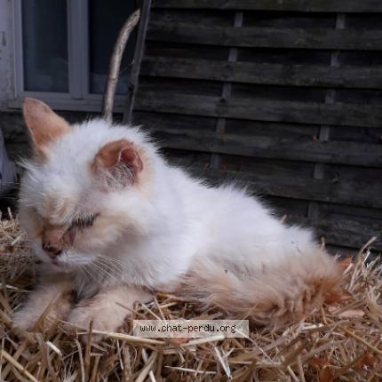 Photo 1/1 Chat retrouvé Perdu à Jaunay marigny