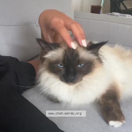 Photo 1/1 Chat retrouvé Perdu à Boulogne Billancourt