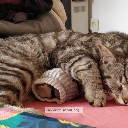 Photo 1/5 Grisou Chat perdu à Marcoussis