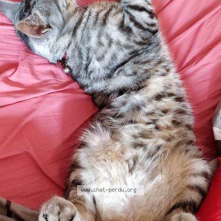 Photo 3/5 Grisou Chat perdu à Marcoussis