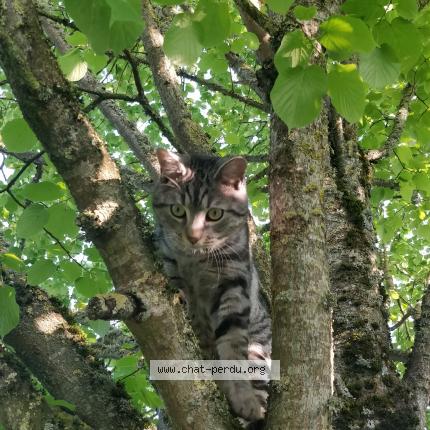 Photo 4/5 Grisou Chat perdu à Marcoussis