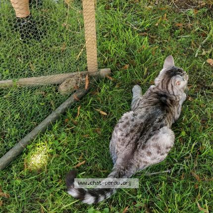 Photo 5/5 Grisou Chat perdu à Marcoussis