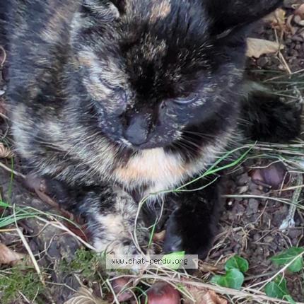 Photo 1/1 Chat retrouvé Trouvé à Le mans