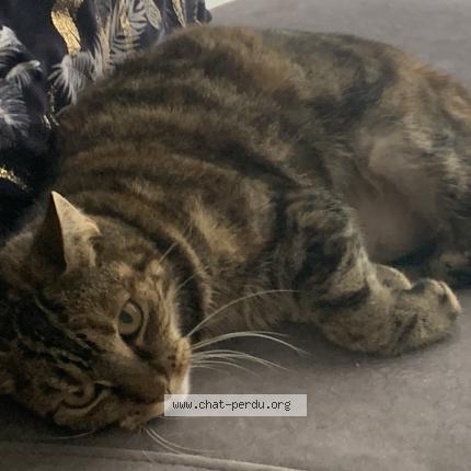 Photo de chat perdu à Roissy En Brie