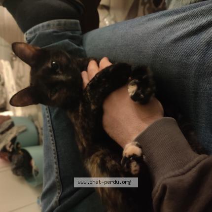 Photo de chat perdu à Pessac