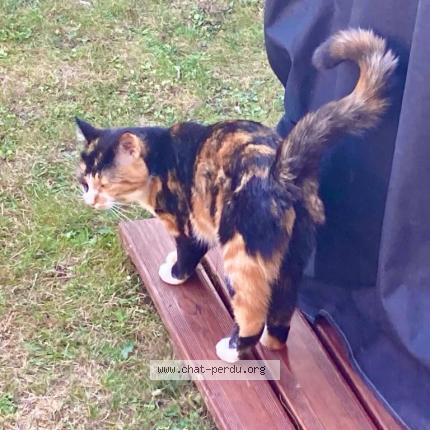 Photo 1/2 Chat retrouvé Perdu à Voisins le bretonneux