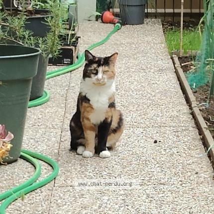 Photo 2/2 Chat retrouvé Perdu à Voisins le bretonneux