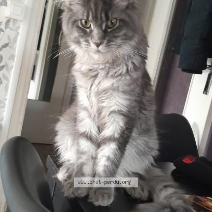 Photo de chat perdu à Vanves