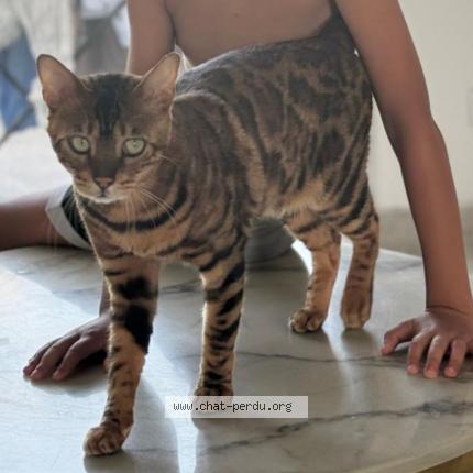 Photo 1/2 Mani Chat perdu à Reignier