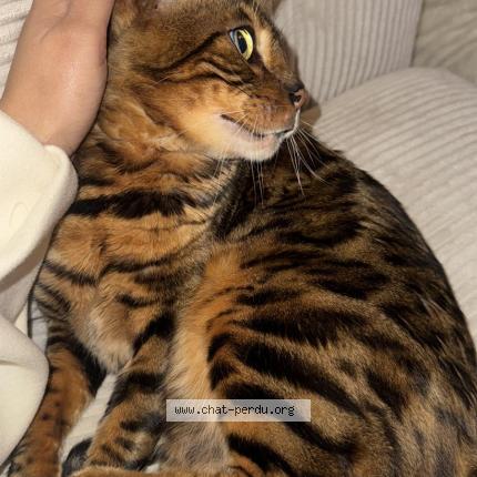 Photo 2/2 Mani Chat perdu à Reignier