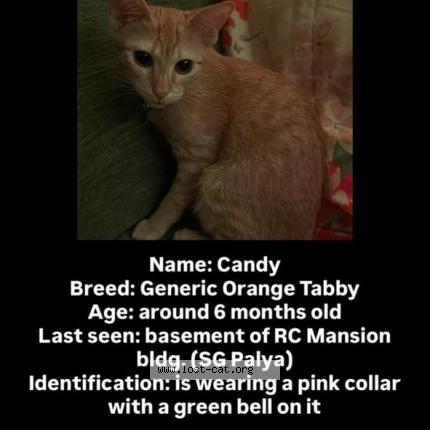 Photo 1/1 Candy Chat perdu à Bengaluru