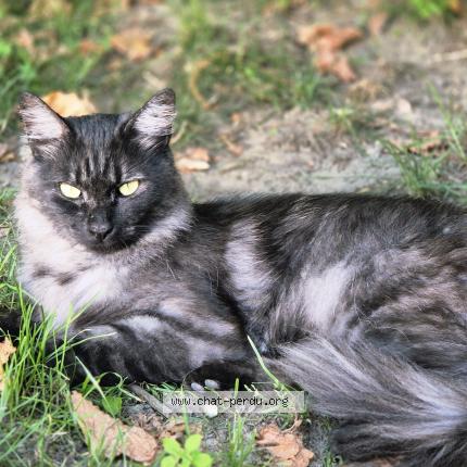 Photo de chat perdu à Saint Cheron