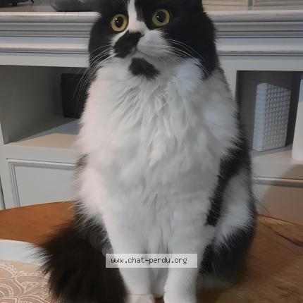 Photo de chat perdu à Le Breuil En Bessin