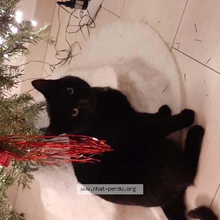 Photo 1/1 Koumba Chat perdu à Peltre