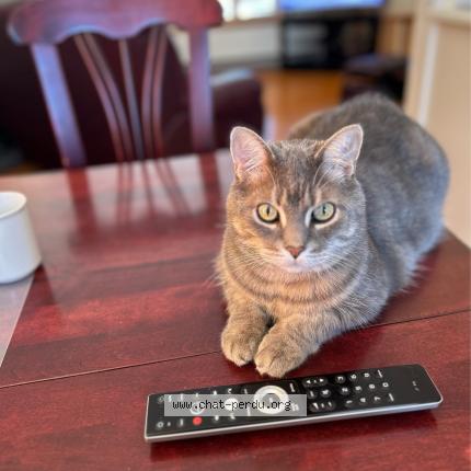 Photo 1/1 Minou Chat perdu à Rimouski