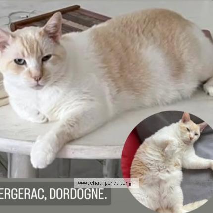 Photo 1/1 Chat retrouvé Perdu à Bergerac