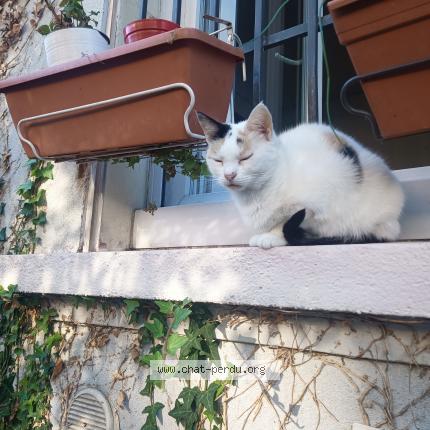 Photo 1/1 Chat retrouvé Perdu à Grenoble