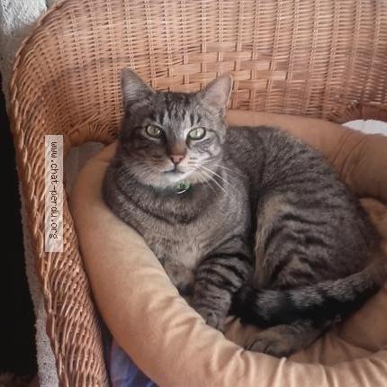 Photo 1/1 Chat retrouvé Perdu à Itteville