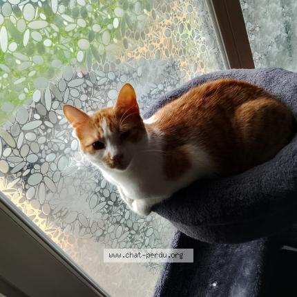 Photo 1/1 Berlioz Chat perdu à Poitiers