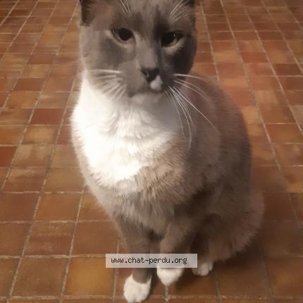 Photo 1/3 Chat retrouvé Perdu à Maurecourt