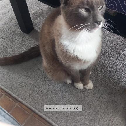 Photo 2/3 Chat retrouvé Perdu à Maurecourt