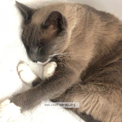 Photo 3/3 Chat retrouvé Perdu à Maurecourt