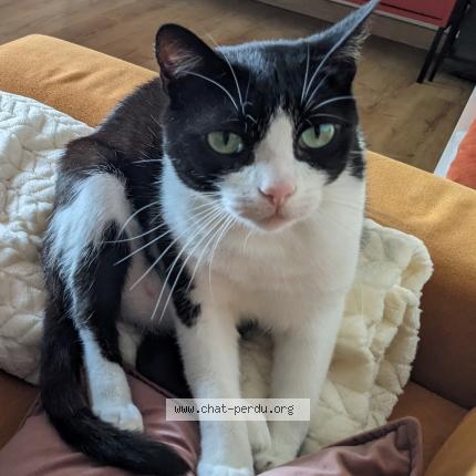 Photo 1/1 Chat retrouvé Perdu à Durfort lacapelette