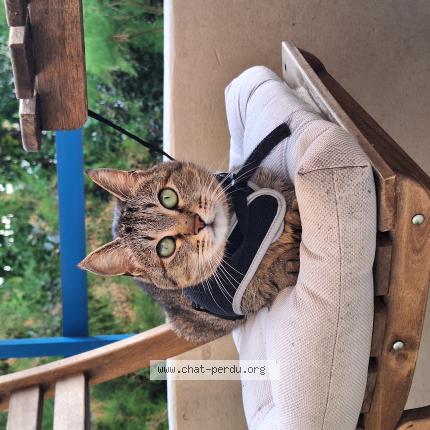 Photo de chat perdu à 57640 Bettelainville