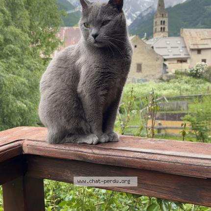 Photo de chat perdu à Saint Denis