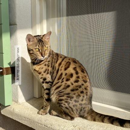 Photo 1/1 Chat retrouvé Perdu à Marseille