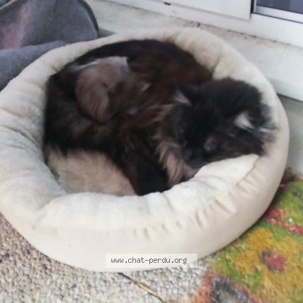 Photo 1/1 Chat retrouvé Perdu à Le Havre