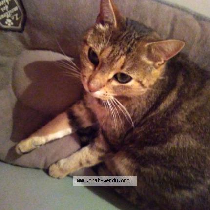 Photo 1/1 Chat retrouvé Perdu à Saint nicolas de macherin