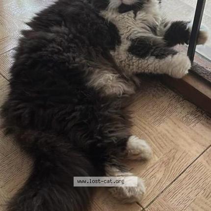 Photo 1/1 Oreo Chat perdu à Chennai