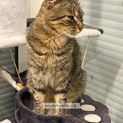 Photo 1/1 Tommy Chat perdu à Mios