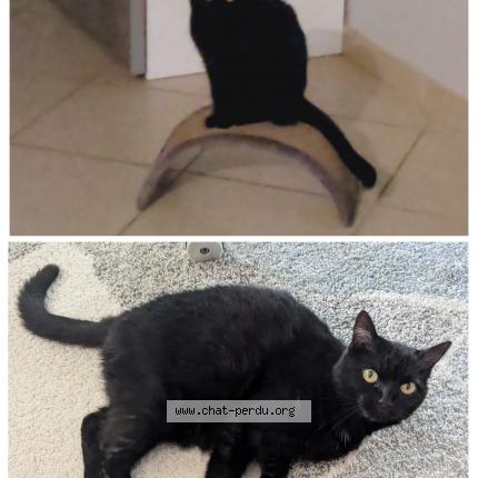 Photo 1/1 Chat retrouvé Perdu à Orgerus