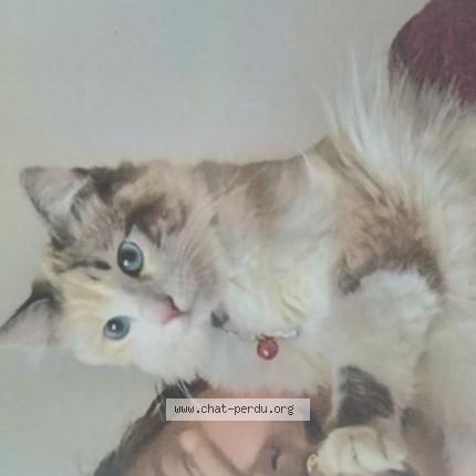 Photo de chat perdu à Cuincy