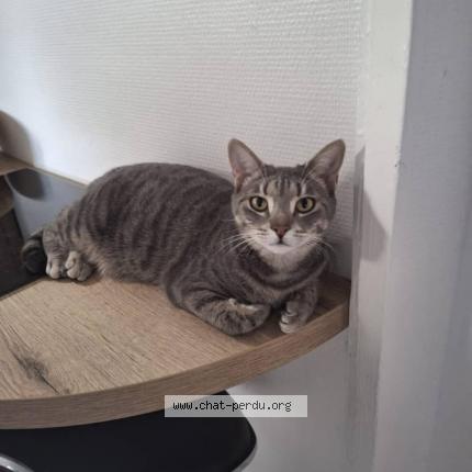 Photo 1/1 Chat retrouvé Perdu à Caen