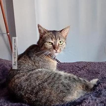 882770 Mayumi chat perdu à VALENCIENNES - Chat Perdu France
